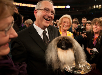 Westminster Kennel Club Dog Show Westminster Kennel Club Dog Show